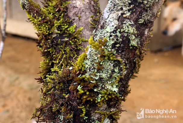 Đốn hạ đào đá khủng để bán Tết ở Nghệ An